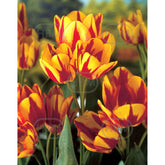 Hectarul - Bulbi de lalea Colour Spectacle, 5 bulbi